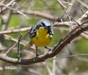 0J6A8722Kirtland's_Warbler