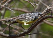 0J6A8737Kirtland's_Warbler