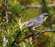 0J6A8753Kirtland's_Warbler