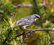 0J6A8755Kirtland's_Warbler