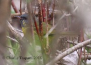 0J6A8796Mourning_Warbler