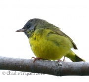 0J6A8858Mourning_Warbler