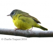 0J6A8865Mourning_Warbler