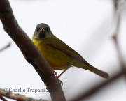 0J6A8875Mourning_Warbler
