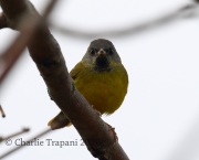 0J6A8882Mourning_Warbler