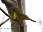 0J6A8888Mourning_Warbler