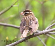 0J6A8899Rose-breasted_Grosbeak