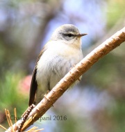 0J6A8937Tennessee_Warbler