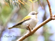 0J6A8938Tennessee_Warbler