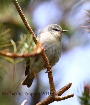 0J6A8944Tennessee_Warbler