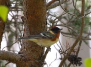 0J6A8960Bay-breasted_Warbler