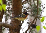 0J6A8961Bay-Breasted_Warbler