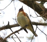0J6A8976Bay-Breasted_Warbler