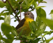 0J6A8990Nashville_Warbler