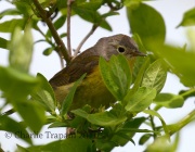 0J6A8996Nashville_Warbler