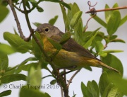 0J6A8998Nashville_Warbler