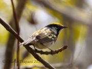 0J6A9010Chestnut-sided_Warbler