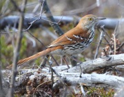 0J6A9041Brown_Thrasher