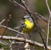 0J6A9062Kirtland's_Warbler