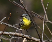 0J6A9064Kirtland's_Warbler