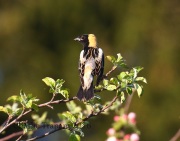 0J6A9071Bobolinks
