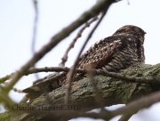 0J6A9141Common_Nighthawk