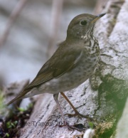 0J6A9155Gray-Cheeeked_Thrush