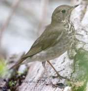 0J6A9157Gray-cheeked_Thrush
