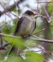 0J6A9167Eastern_Wood-Pewee
