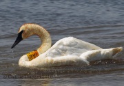 0J6A9291Trumpeter_Swan
