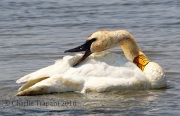 0J6A9297Trumpeter_Swan