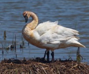 0J6A9312Trumpeter_Swan