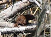 0J6A9320Mink