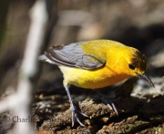 0J6A9366Prothonotary_Warbler