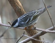 0J6A9430Blackpoll_Warbler