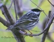 0J6A9455Blackpoll_Warbler