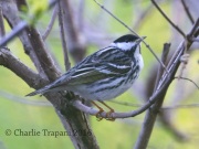 0J6A9459Blackpoll_Warbler