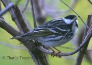 0J6A9461Blackpoll_Warbler