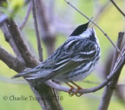 0J6A9469Blackpoll_Warbler