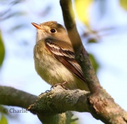 0J6A9490Yellow-bellied_Flycatcher