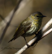 0J6A9538Cape_May_Warbler