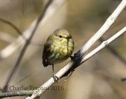 0J6A9543Cape_May_Warbler