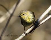 0J6A9546Cape_May_Warbler