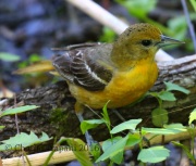 0J6A9556Baltimore_Oriole