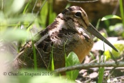 0J6A9581American_Woodcock