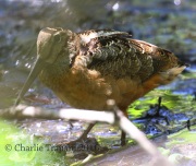 0J6A9597American_Woodcock