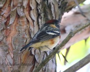 0J6A9618Bay-breasted_Warbler
