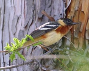 0J6A9622Bay-breasted_Warbler