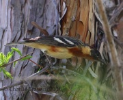 0J6A9627Bay-breasted_Warbler