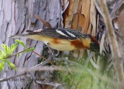 0J6A9628Bay-breasted_Warbler